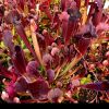 Przykladowe oferowane sztuki/ egzemplary plants 
